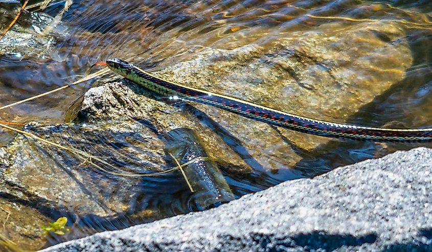 A striped common garter snake swimming through shallow water beside a rock
