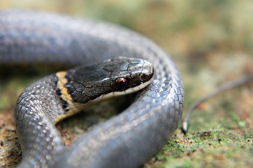 Close-up of a gray ring-necked snake showing the orange ring around its neck