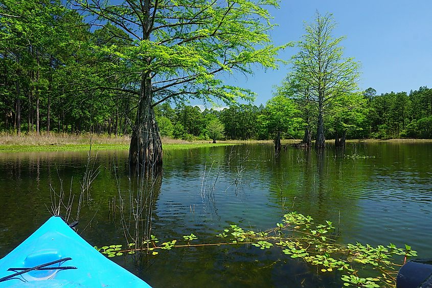 The Conecuh National Forest, Alabama.