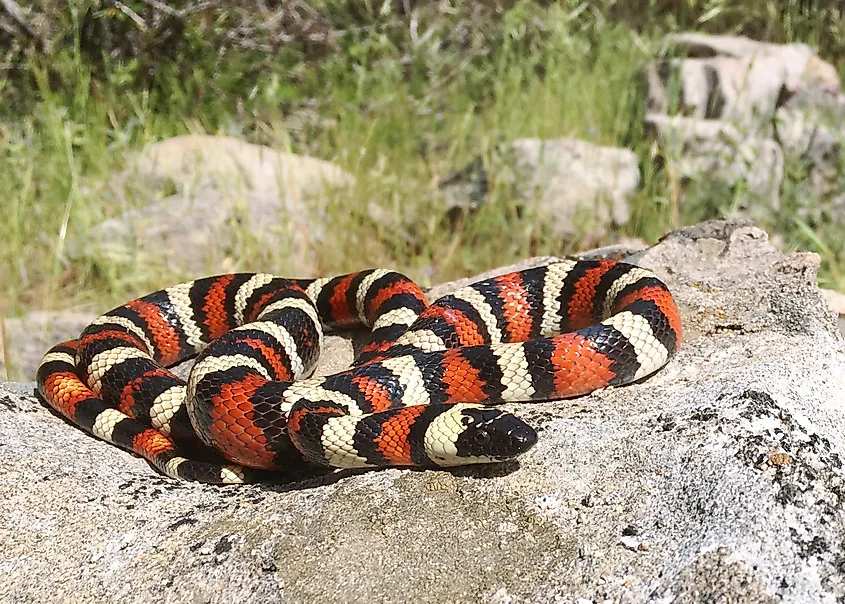 A California mountain kingsnake with red, black, and cream bands resting on a rock