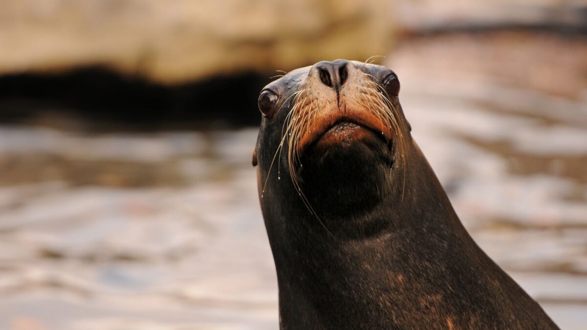 10 Astonishing Animal Abilities Scientists Never Saw Coming