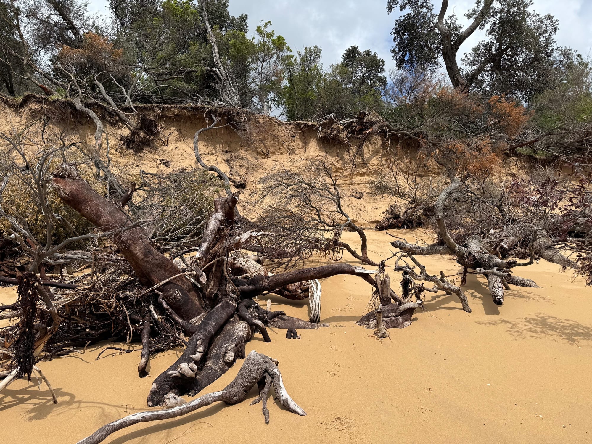 Bass Coast Shire presses panic button on Silverleaves’ work