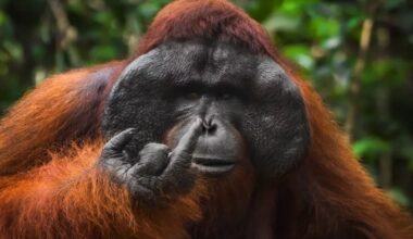Nature's Goofy Side Takes Center Stage in the Funniest Wildlife Photos of the Year