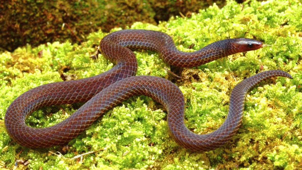 The snake study nevertheless offers a rare example of how an animal without limbs can use coordinated body rotations to achieve rapid forward movement, image credit: Gizmodo