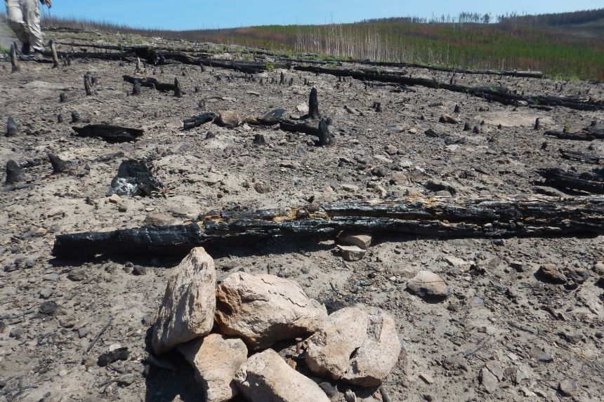 One year after the 2016 Maple Fire that burned through western Yellowstone, a plot marker shows where trees once stood.