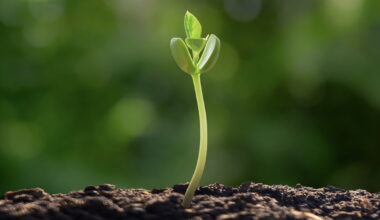 Dropping tree seeds from the sky: stunt or solution for reforestation? : Short Wave : NPR
