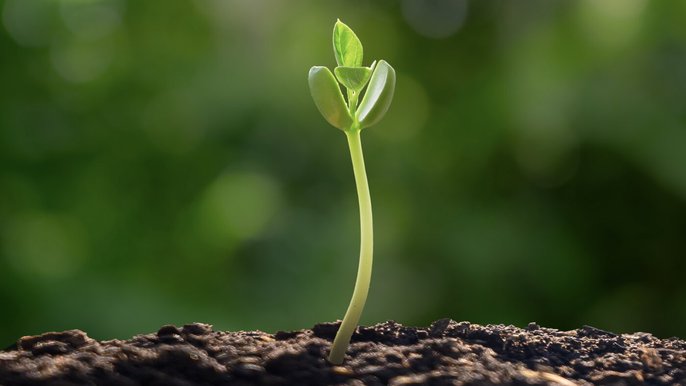 Dropping tree seeds from the sky: stunt or solution for reforestation? : Short Wave : NPR