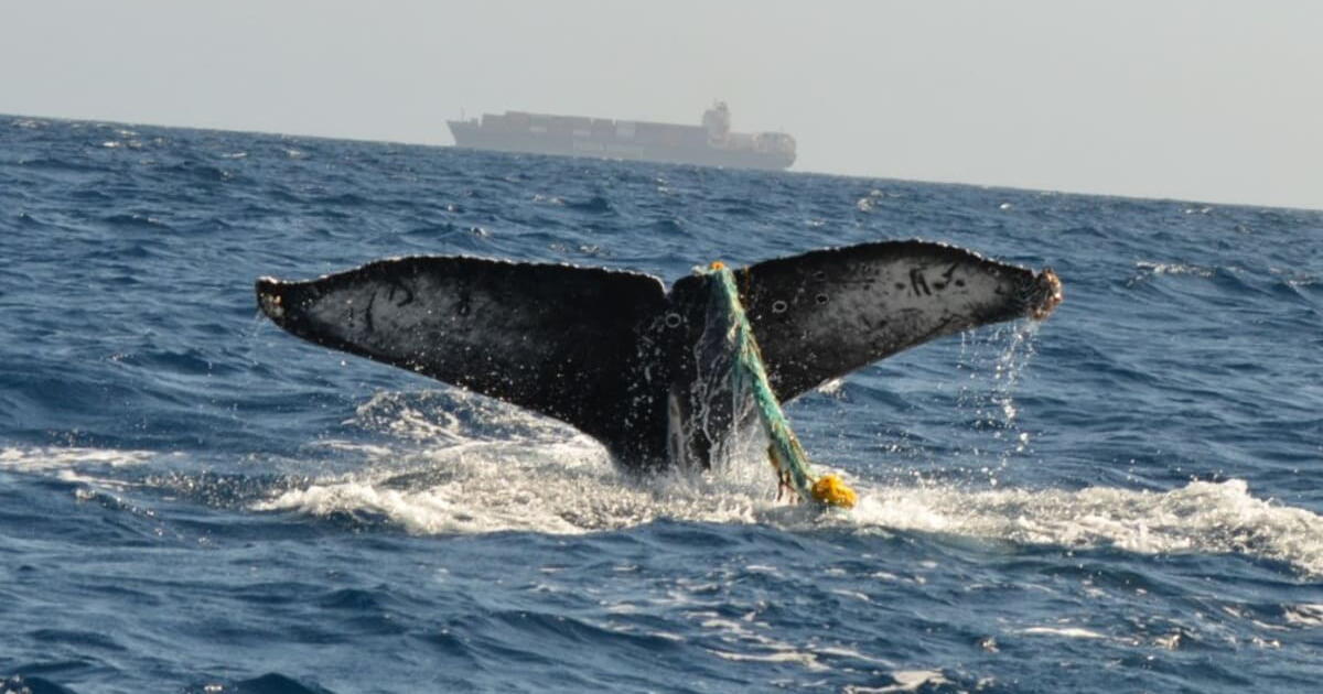 Biologists fear for humpback whale seen entangled in fishing gear near San Pedro