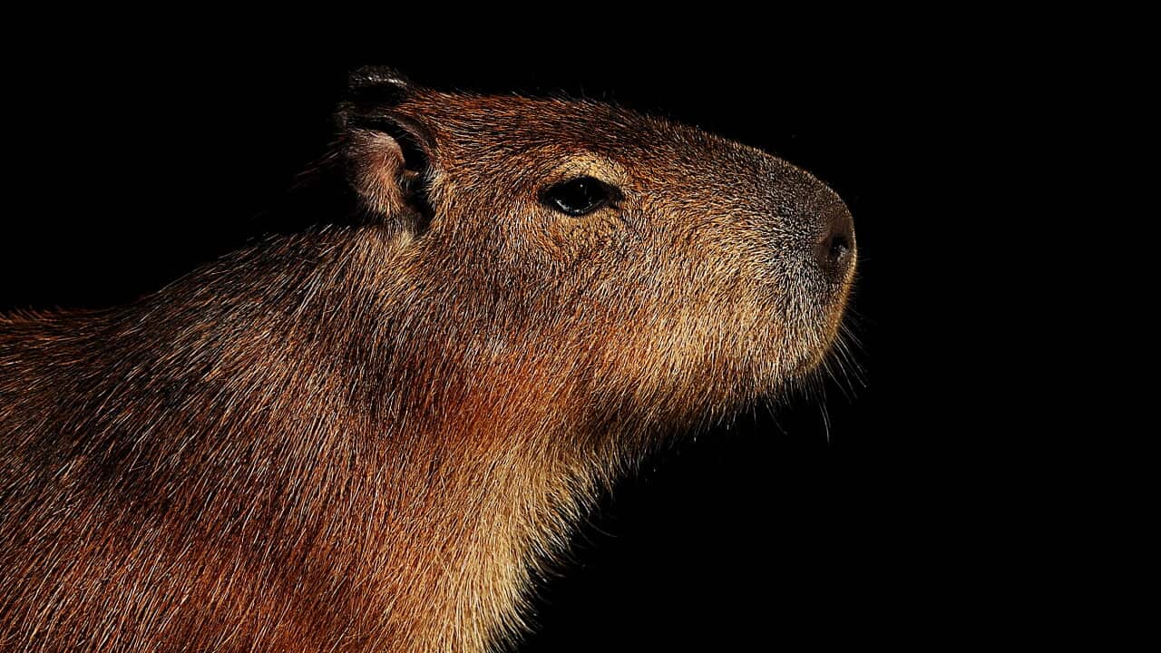 A side profile of a large adult capybara