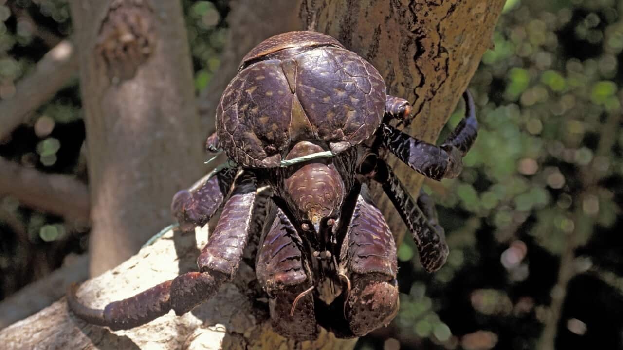 Close-up of a large coconut crab climbing the trunk of a palm tree, with mottled brown, orange and cream-coloured legs and powerful claws gripping the bark.