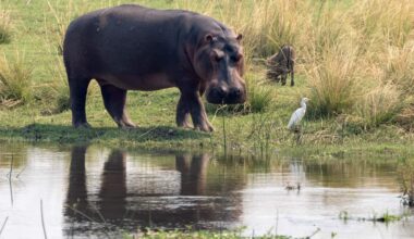 A hippo and a heron stand close to floodwater in a grassy area.
