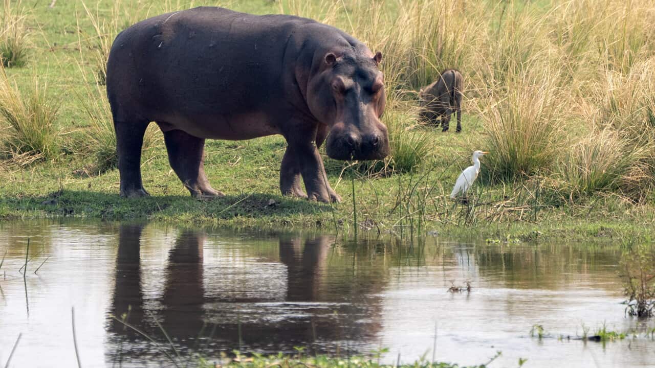 A hippo and a heron stand close to floodwater in a grassy area.