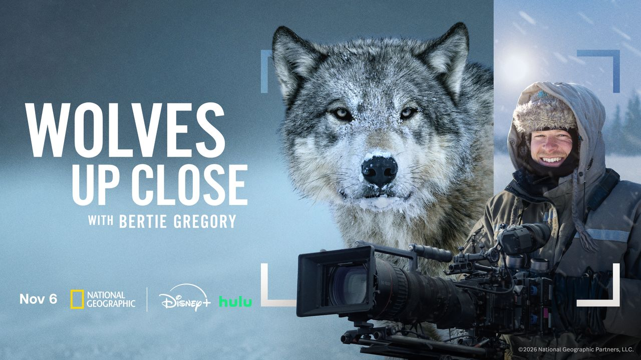 Nat Geo’s ‘Wolves Up Close With Bertie Gregory’ Premieres In November