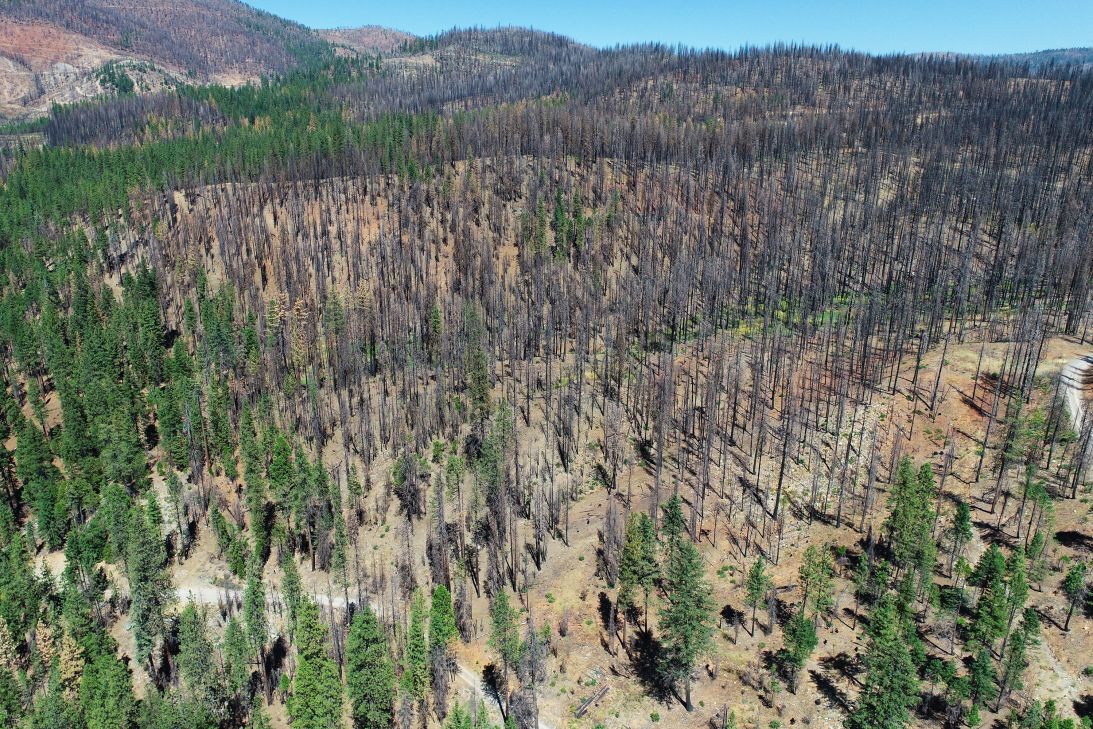 This photo, taken two years after a wildfire in the Shasta-Trinity National Forest, shows how high intensity wildfire makes it difficult for forests to recover.