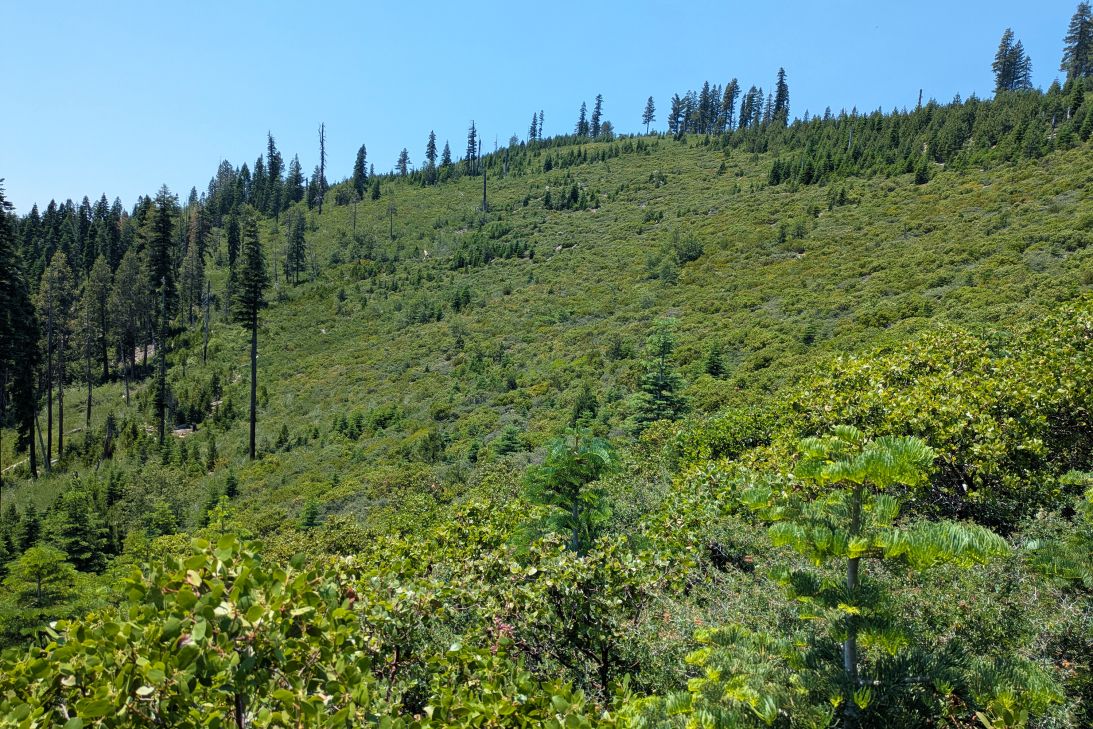 This photo taken in 2026 shows an area in Tahoe National Forest in California burned by the 2001 Star Fire — a prime example of how forested areas are changing to thick shrubs in the years after an intense fire.