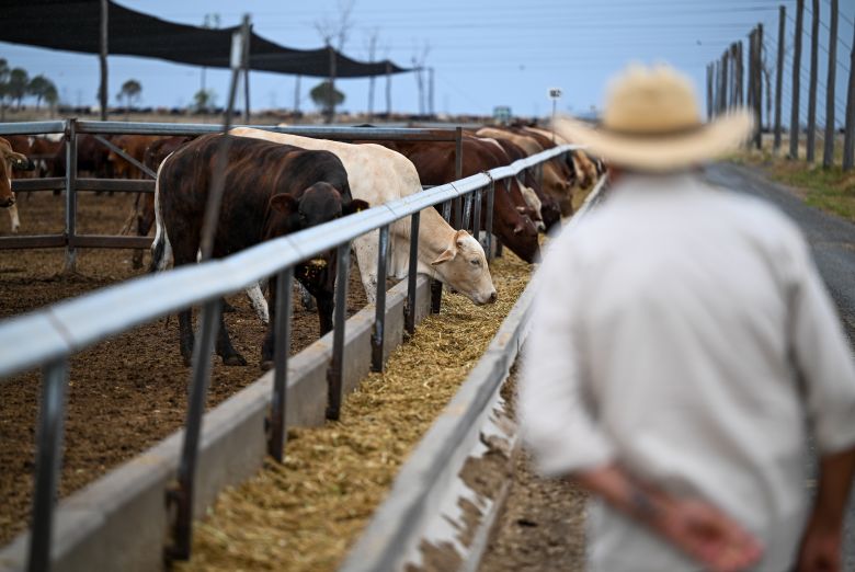 The AI data center will share space with the Wambo cattle feedlot, near Dalby, Australia, October 10, 2026.