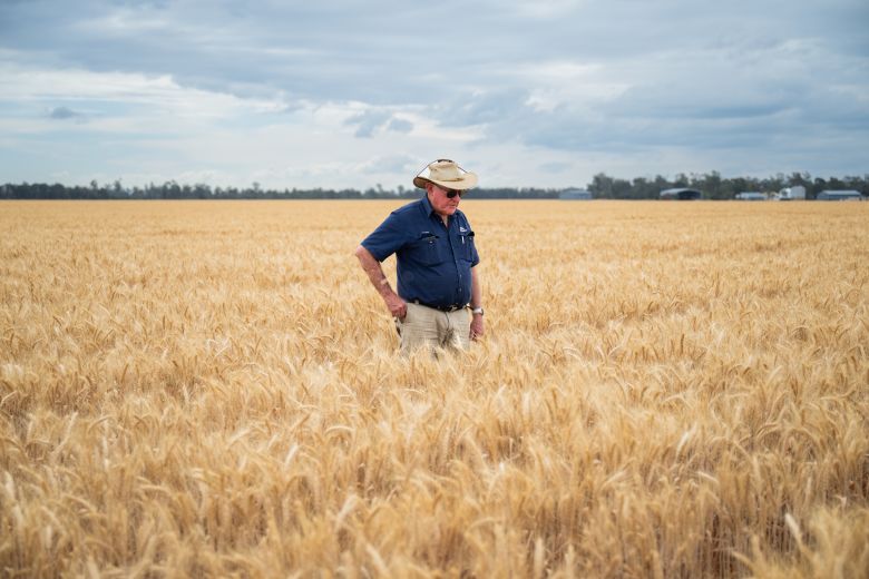 Farmer Wayne Newton inspects the wheat on his land on October 2026, near the site for a proposed AI data centre near Dalby.