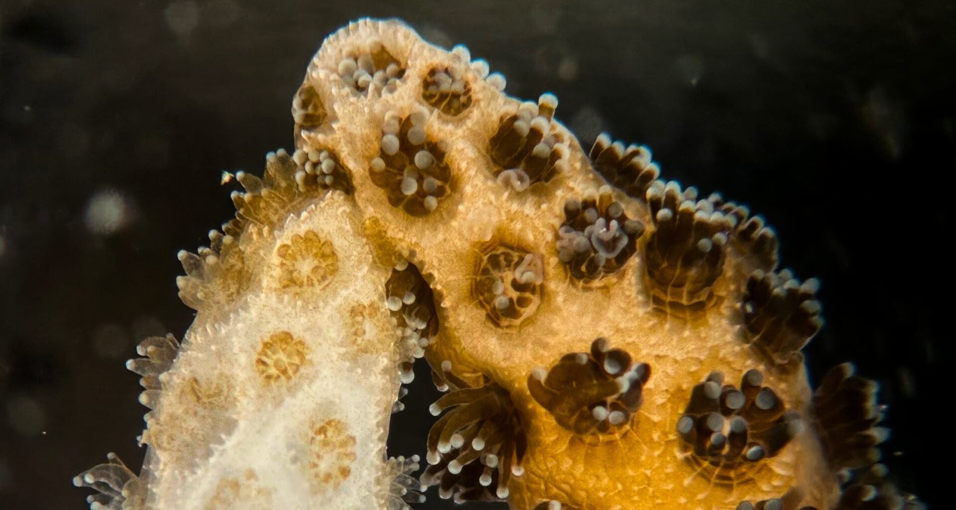 Healthy Coral Reversed Bleaching in Its Neighbor With Just 1 Week of Contact : ScienceAlert