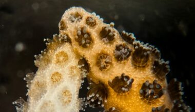 Healthy Coral Reversed Bleaching in Its Neighbor With Just 1 Week of Contact : ScienceAlert