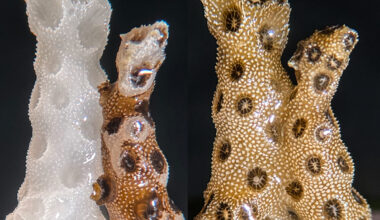 Corals