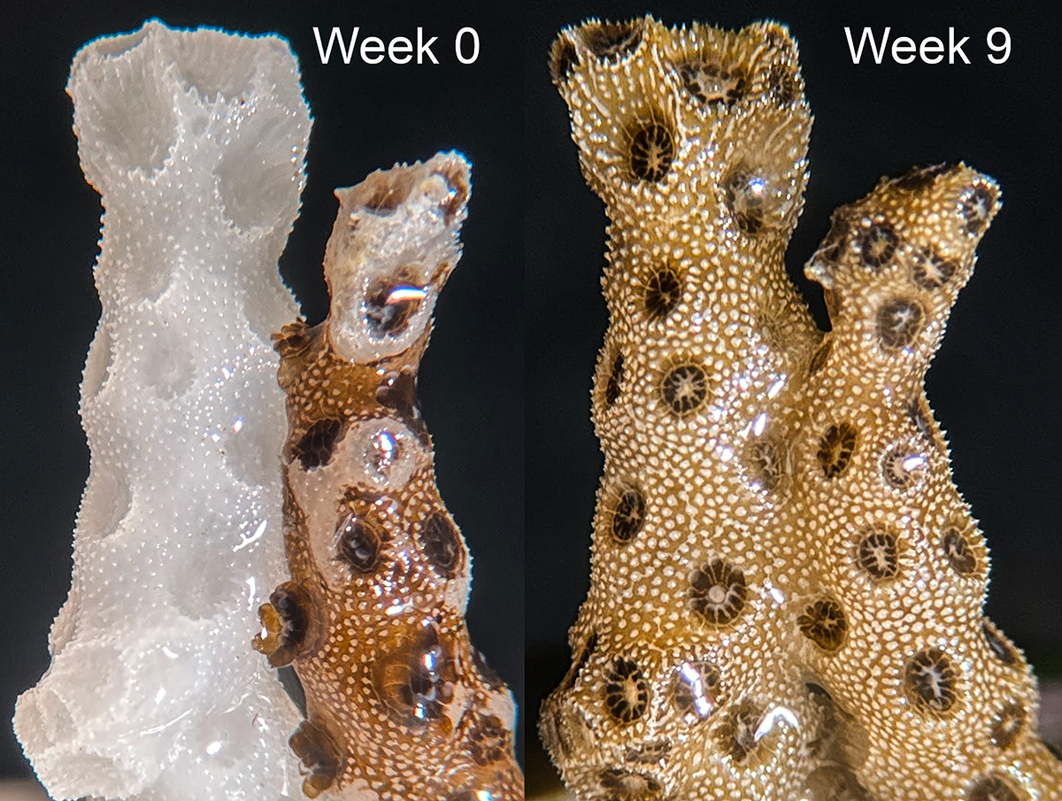 Corals