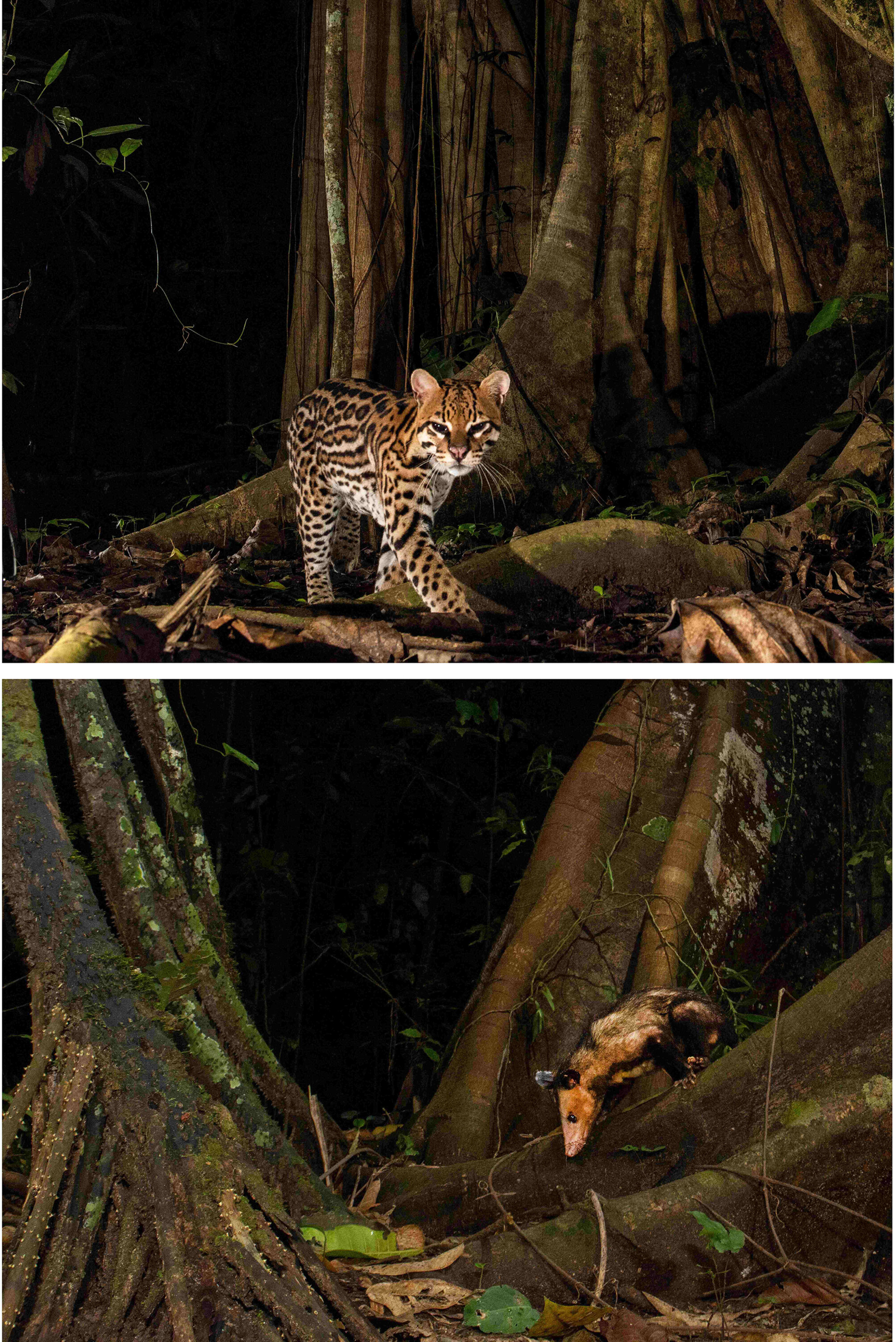 Photo of an ocelot and an opossum in the Peruvian Amazon.
