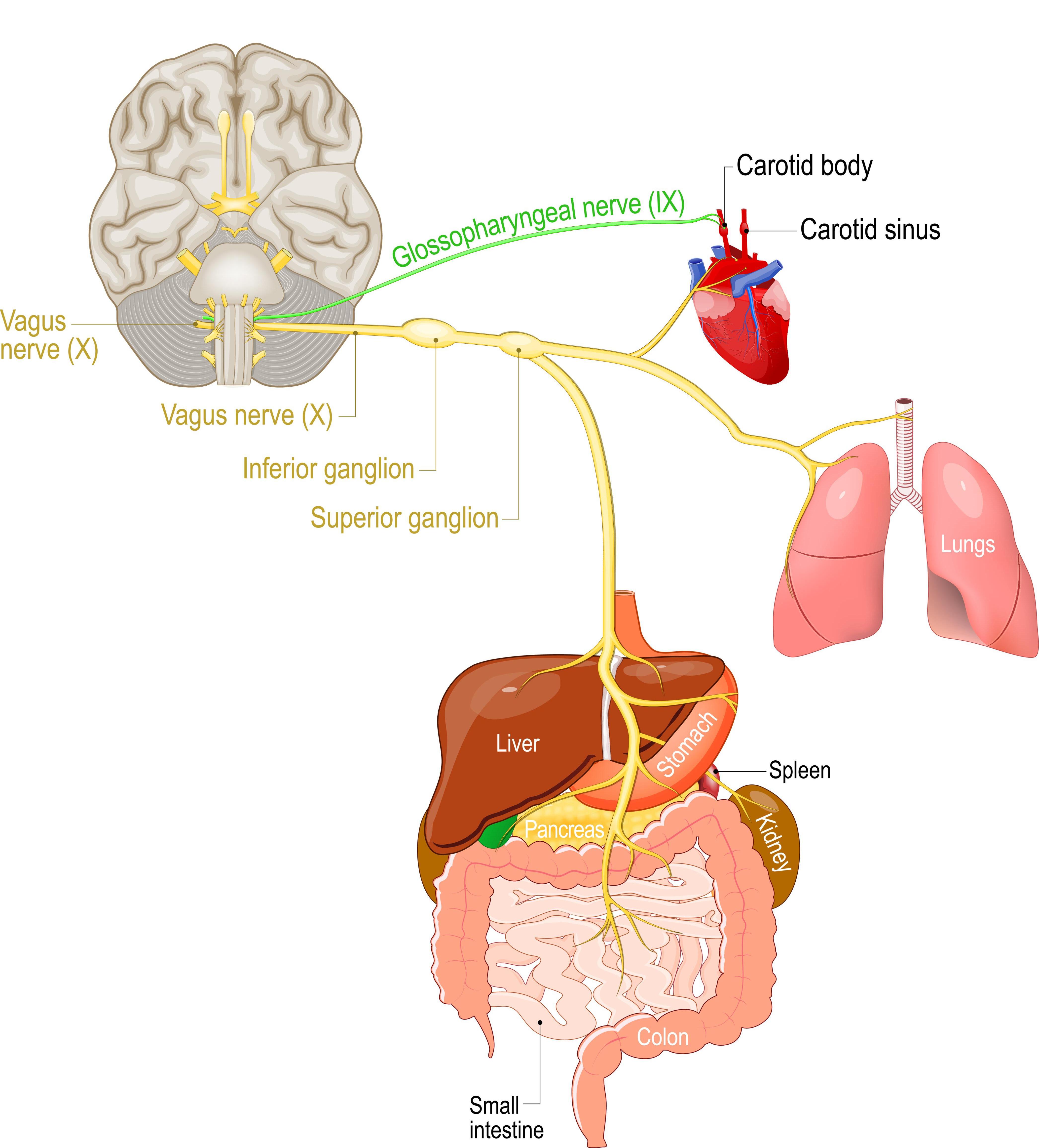 Illustration of the vagus nerve and its connections to the parasympathetic nervous system.