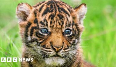 Largest Sumatran tiger litter in the UK born in Pembrokeshire