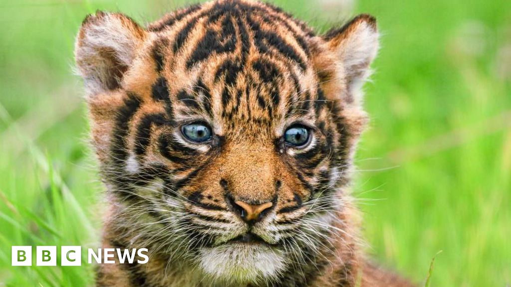 Largest Sumatran tiger litter in the UK born in Pembrokeshire