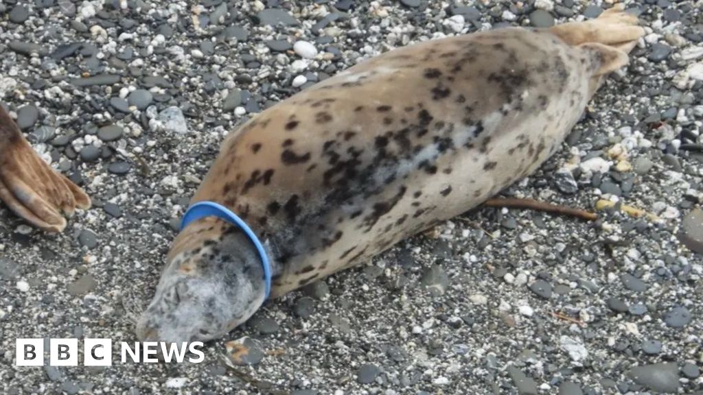 Seal campaigners welcome voluntary flying ring ban in Cornwall