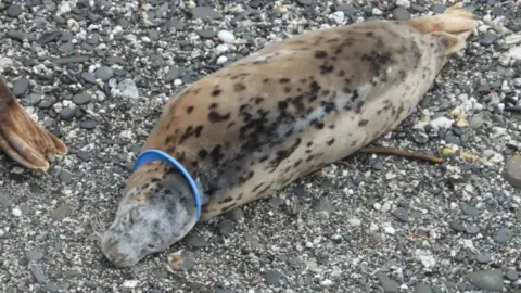 CORNWALL SEAL GROUP RESEARCH TRUST A grey seal on a pebble beach with a blue plastic ring around its neck.