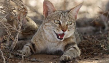 Domestic cats pose interbreeding threat to little known wildcat ancestor