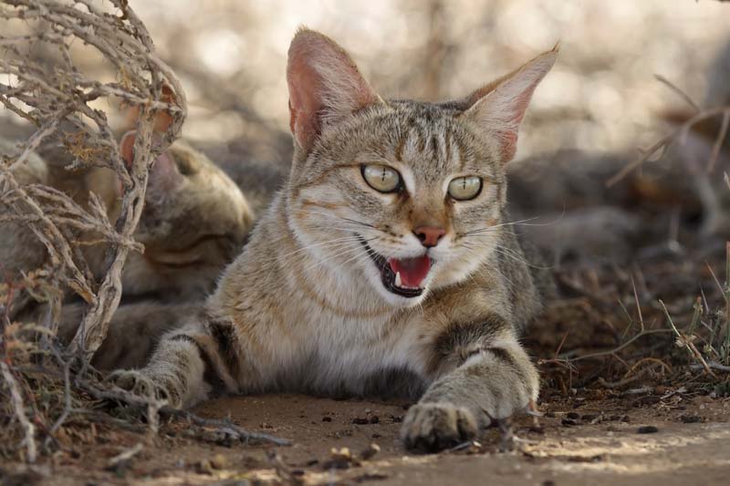 Domestic cats pose interbreeding threat to little known wildcat ancestor