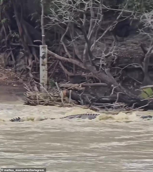 Mr Mastratisi reassured concerned viewers of the footage that the crocodile 'seemed to be okay' following the incident