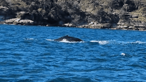 Humpback whale seen in Sydney Harbour – video