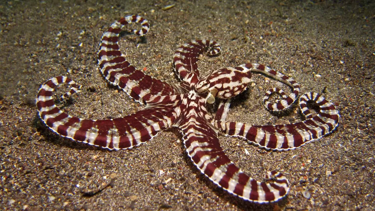​Why is Mimic Octopus called the master of disguise​