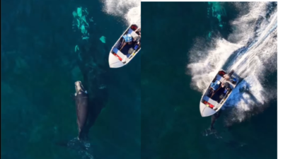 Whale calf hit by speedboat: Drone captures viral moment – See video