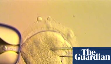 Eight healthy babies born after IVF using DNA from three people | Science