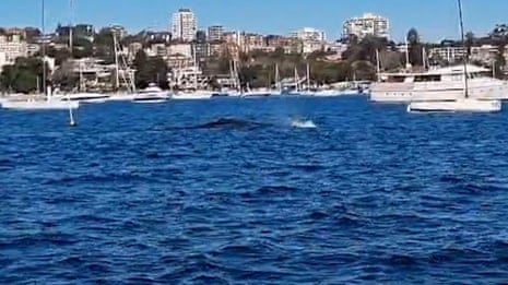 Humpback whale in Sydney Harbour followed by NSW National Parks and Wildlife Service – video