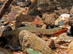 Genetic isolation despite geographic proximity highlights the threat to island fish species