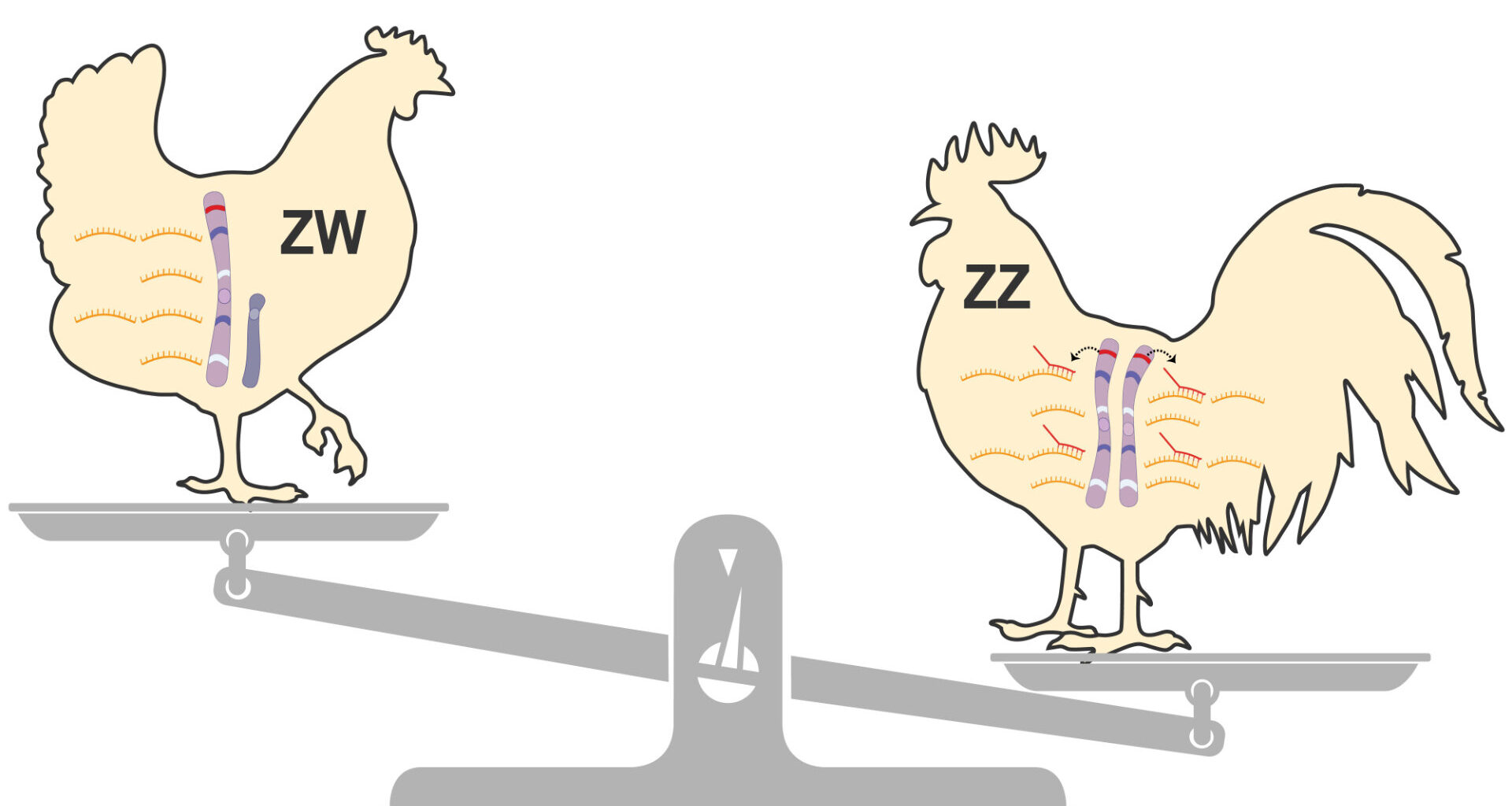 Tiny gene ensures survival of male birds
