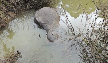 The dwarf tusker found dead in a pond adjacent to the forest, near Nadavayal in Wayanad. Photo: Special Arrangement