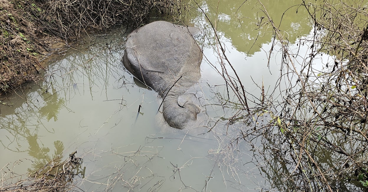 The dwarf tusker found dead in a pond adjacent to the forest, near Nadavayal in Wayanad. Photo: Special Arrangement