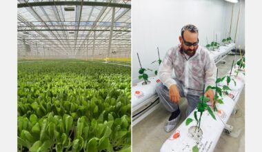 “Even the smallest CEA farms should be trialling three to five genetics in-house”