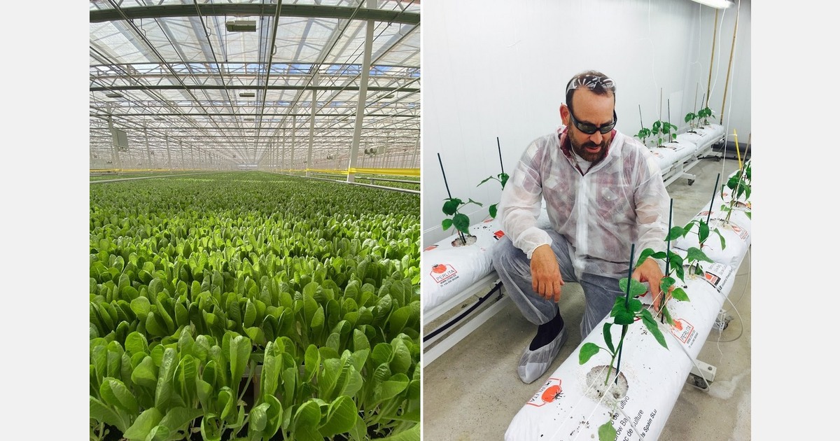 “Even the smallest CEA farms should be trialling three to five genetics in-house”