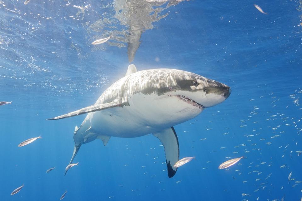 Diving with Great White Sharks in Mexico