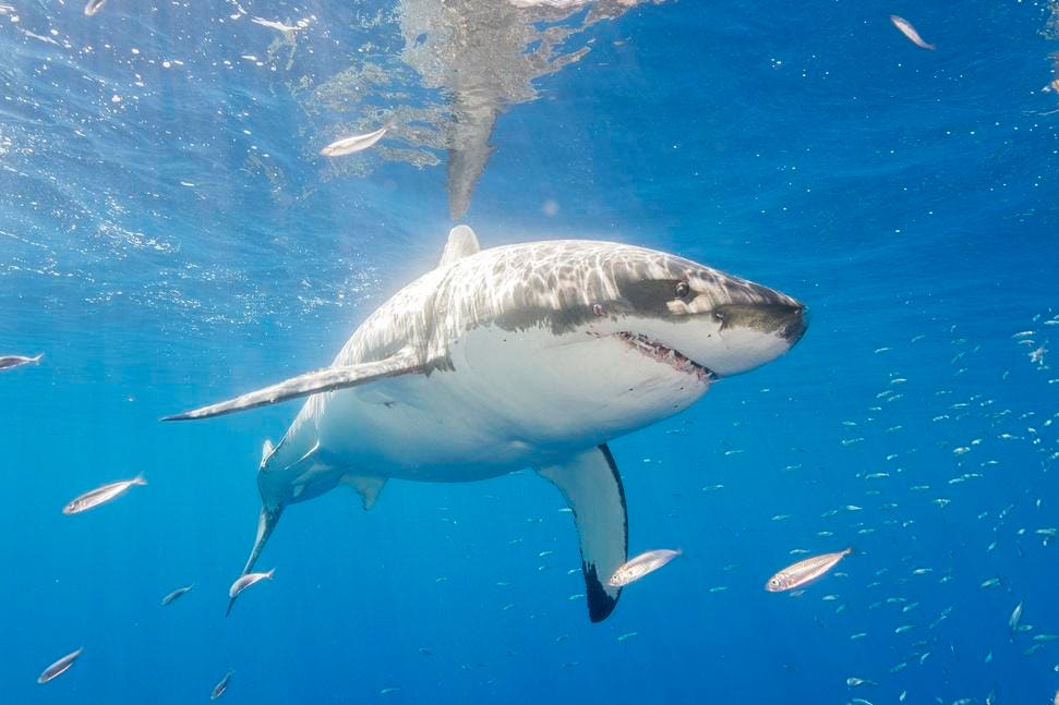 When Does Shark Week 2025 Start? Here’s The Full Week-Long Schedule