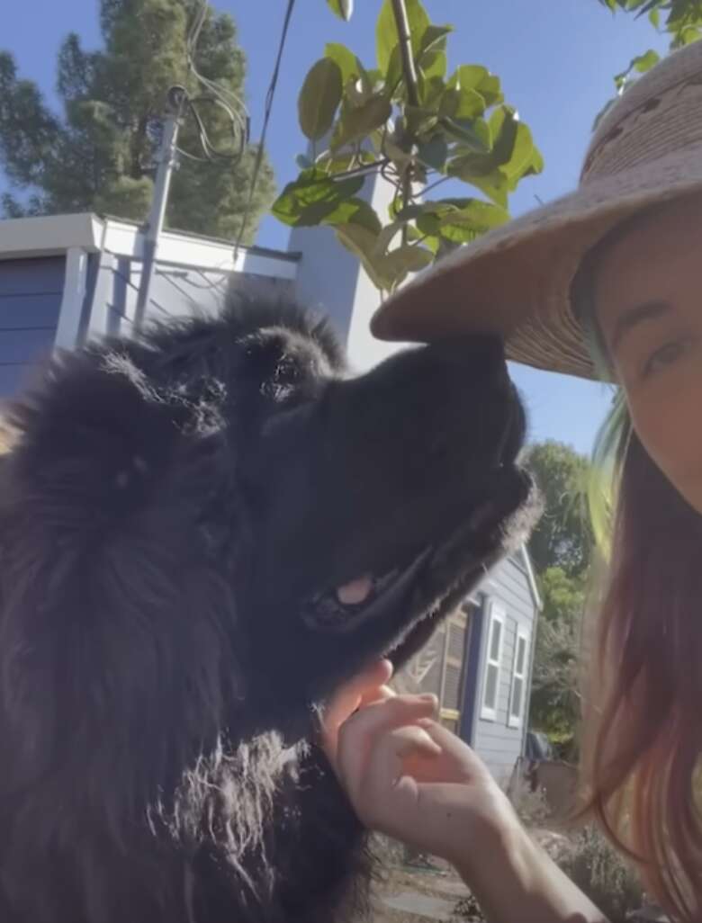 woman petting dog 