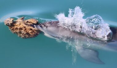 For these dolphins, using sponges to dig up fish is a family tradition
