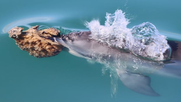 For these dolphins, using sponges to dig up fish is a family tradition
